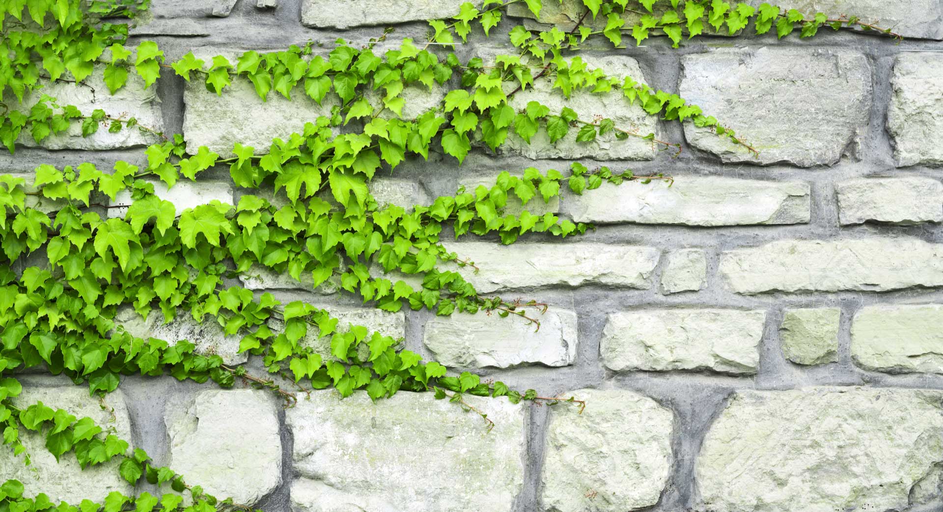 Image of Ivy growing on masonry wall